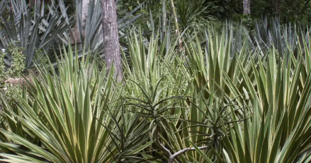 SÍtio Burle Marx, Guaratiba, Rio de Janeiro 2004. Global Studies: Culture Nature.  Photo A.A.Bispo©