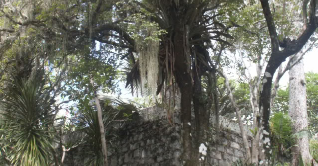 SÍtio Burle Marx, Guaratiba, Rio de Janeiro 2004. Global Studies: Culture Nature.  Photo A.A.Bispo© 